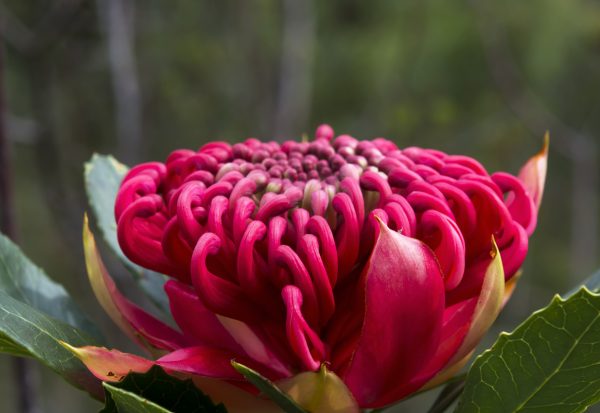 Red flower in the middle of the forest